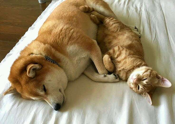 ガルちゃん用にストックしている画像を見せ合うトピ