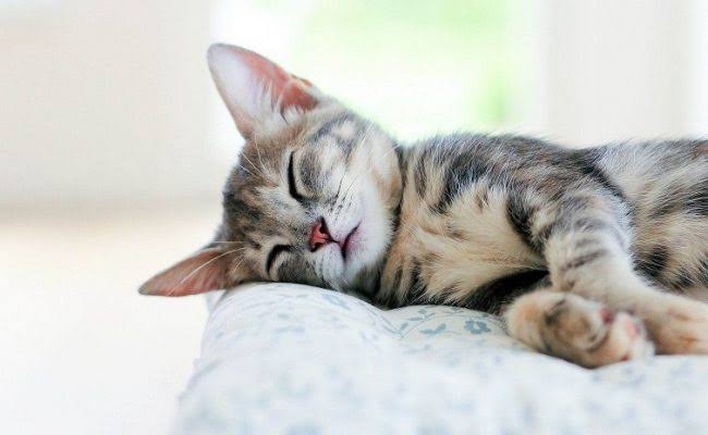 横になっていたらいつまでも眠れそうな人