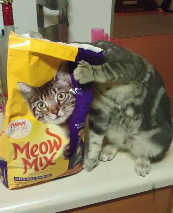 奇跡の一枚が見たい