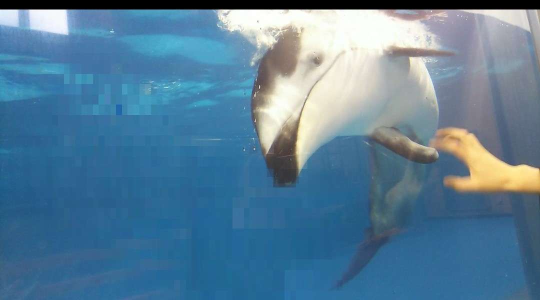 奇跡の一枚が見たい