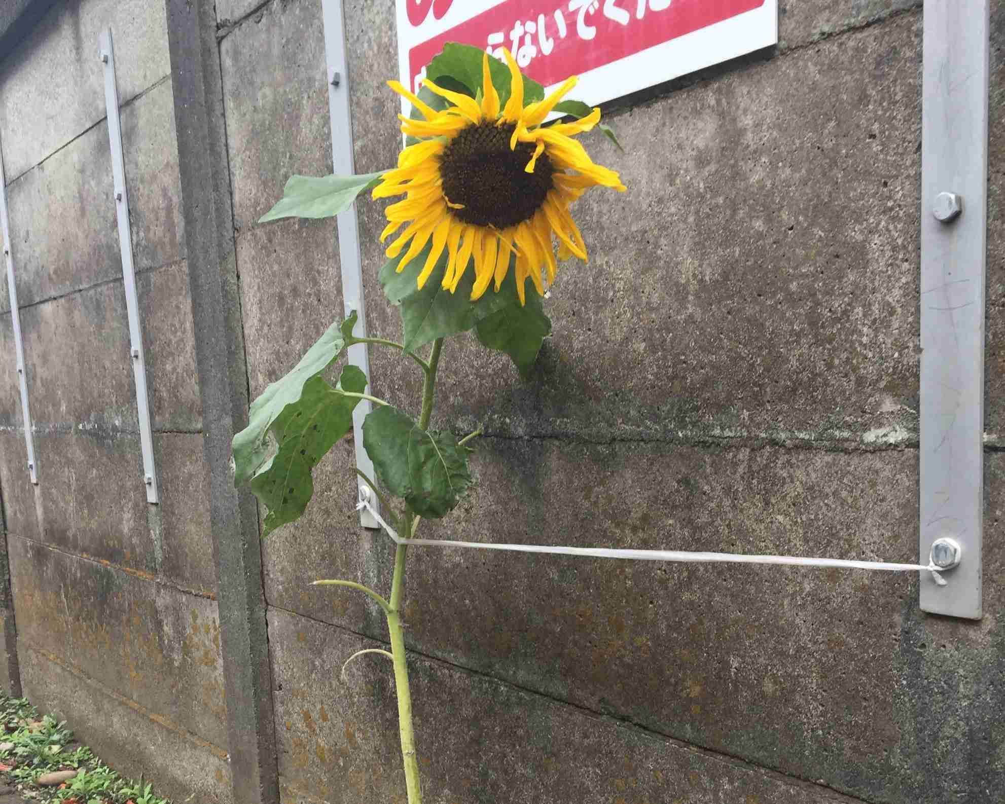 奇跡の一枚が見たい