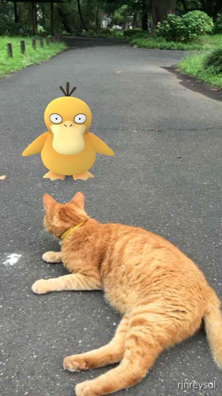 奇跡の一枚が見たい