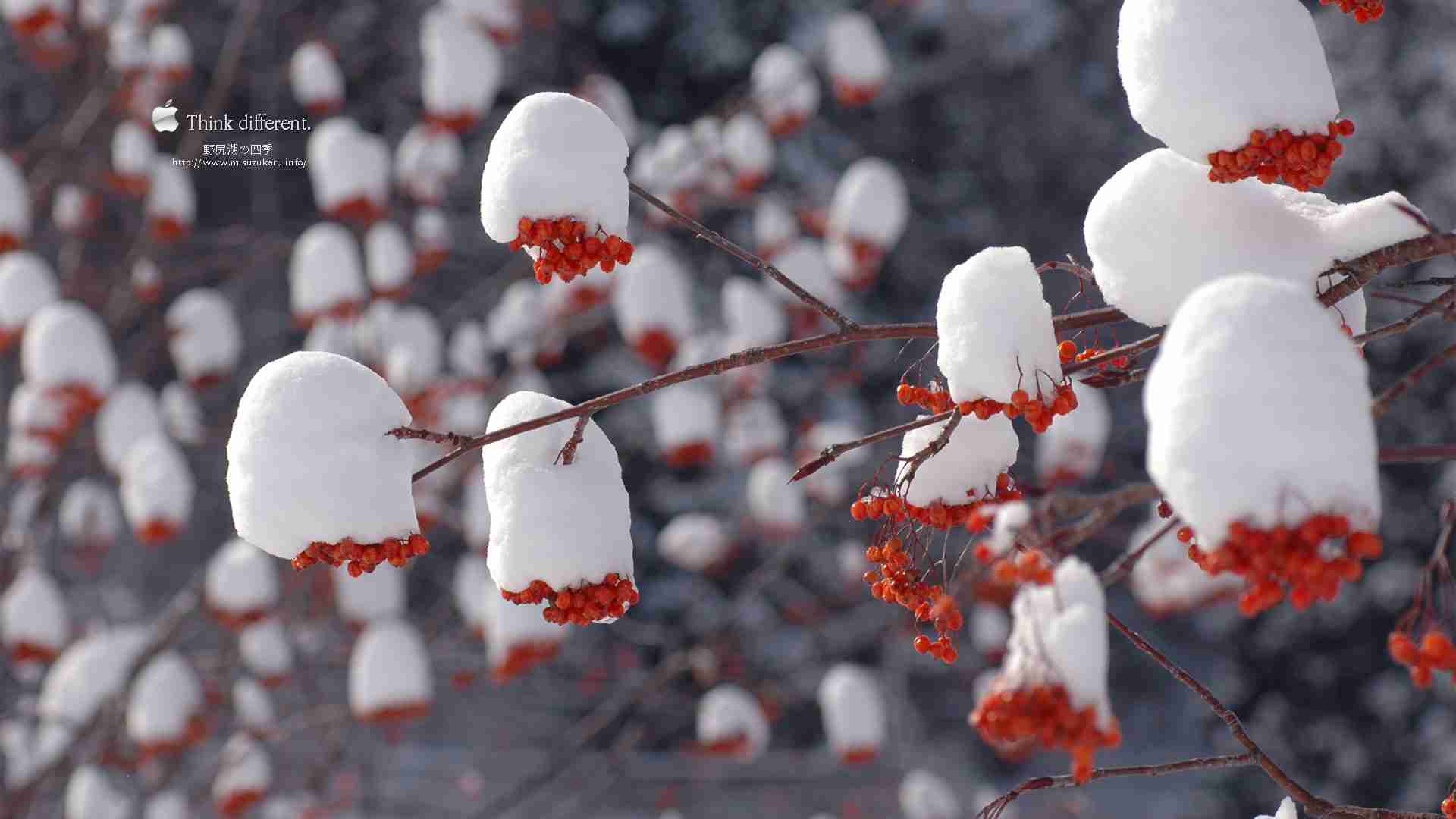 冬好きさん 『画像』