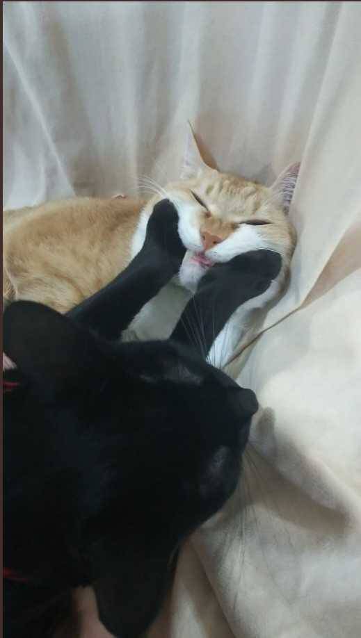 猫か象かチベスナの画像を張るトピ
