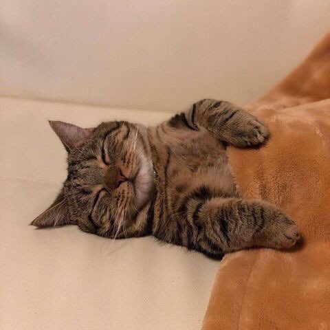 猫か象かチベスナの画像を張るトピ