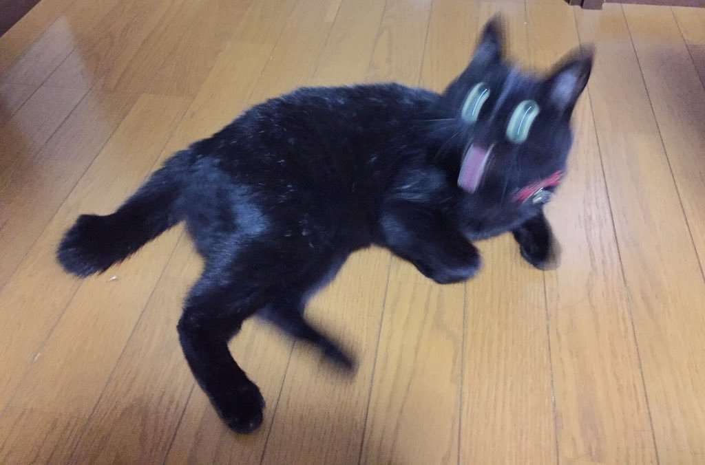 猫か象かチベスナの画像を張るトピ