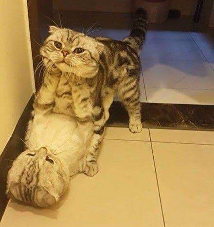 猫か象かチベスナの画像を張るトピ