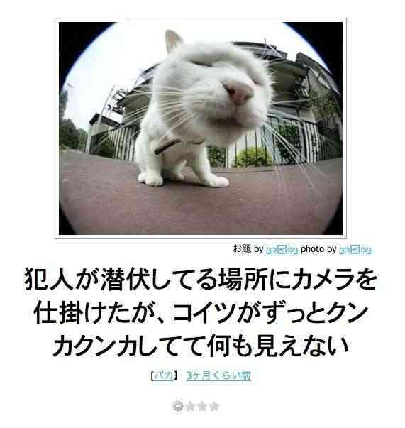 猫か象かチベスナの画像を張るトピ