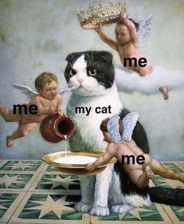 猫か象かチベスナの画像を張るトピ