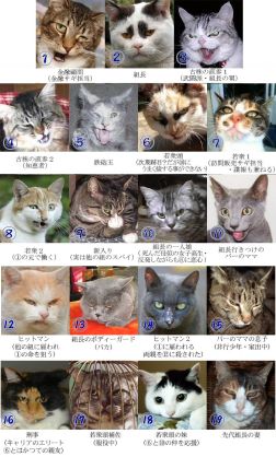 猫か象かチベスナの画像を張るトピ