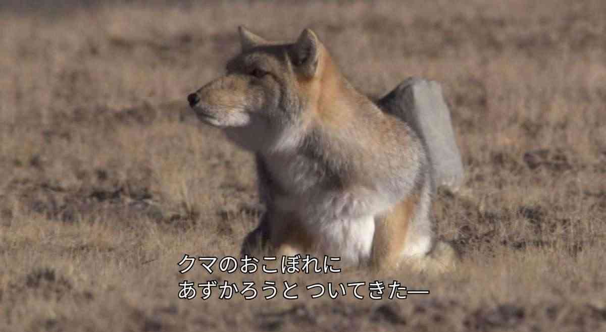 猫か象かチベスナの画像を張るトピ