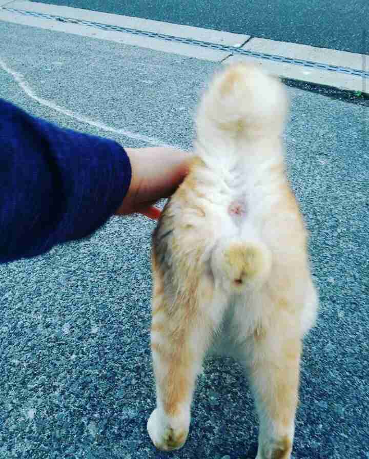 猫か象かチベスナの画像を張るトピ