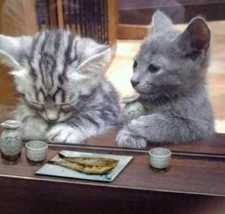 猫か象かチベスナの画像を張るトピ