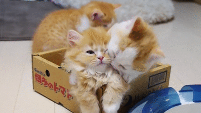 猫か象かチベスナの画像を張るトピ