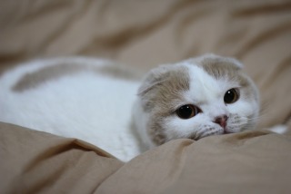 猫か象かチベスナの画像を張るトピ