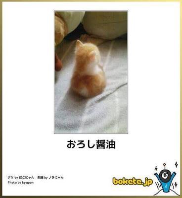 猫か象かチベスナの画像を張るトピ