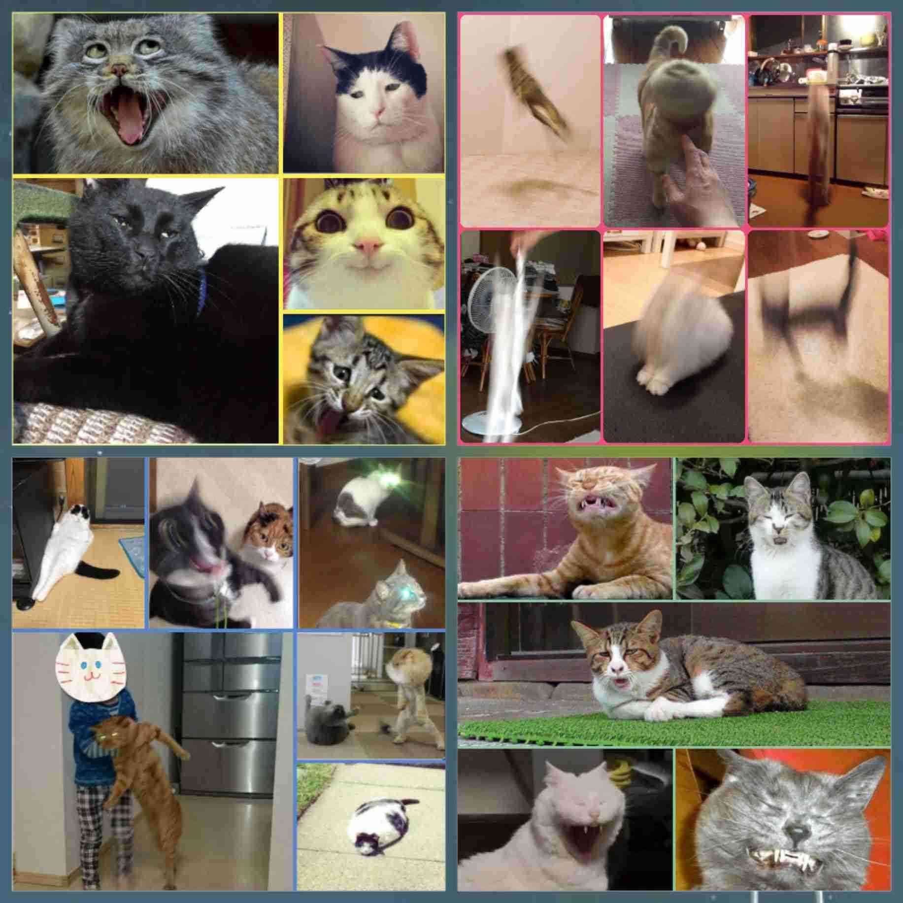 猫か象かチベスナの画像を張るトピ