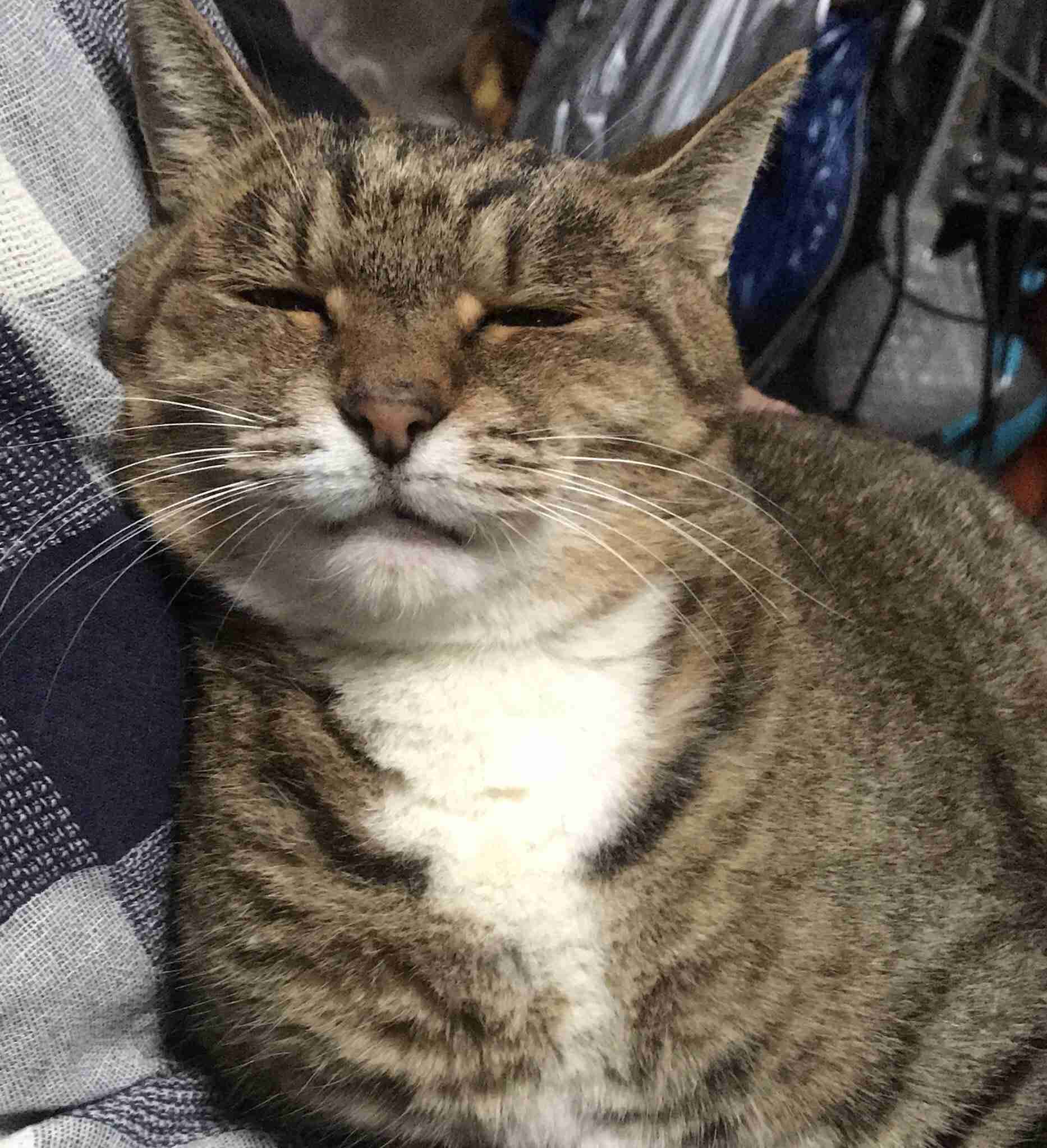 猫か象かチベスナの画像を張るトピ