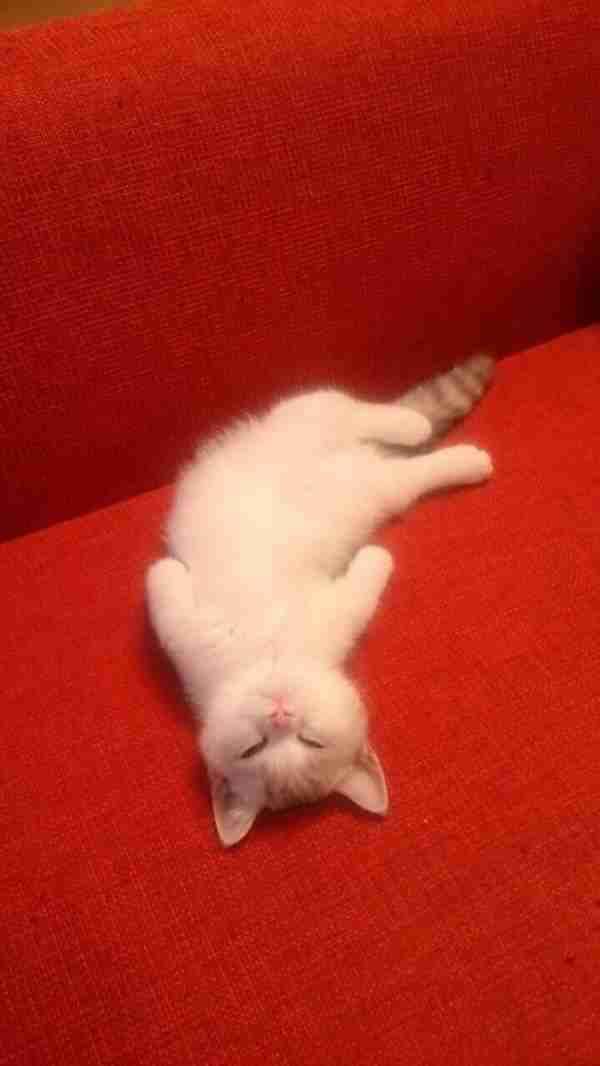 猫か象かチベスナの画像を張るトピ