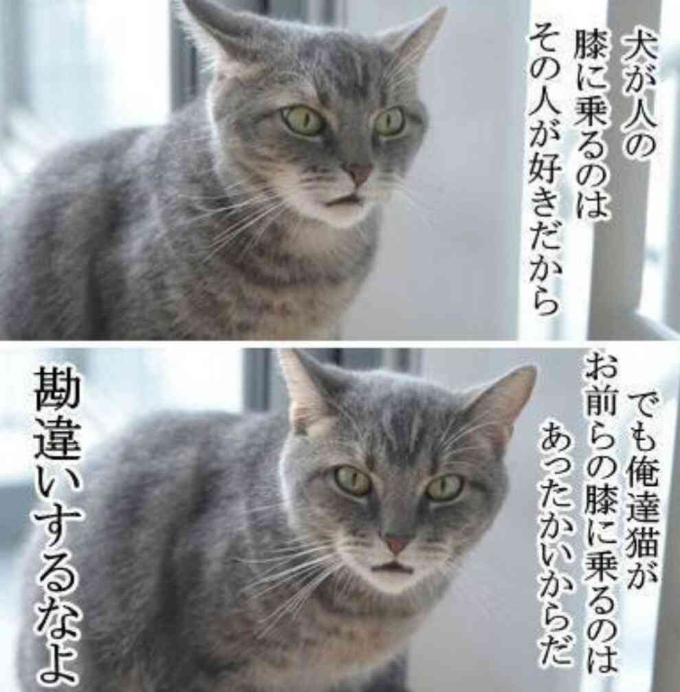 猫か象かチベスナの画像を張るトピ