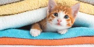 猫か象かチベスナの画像を張るトピ
