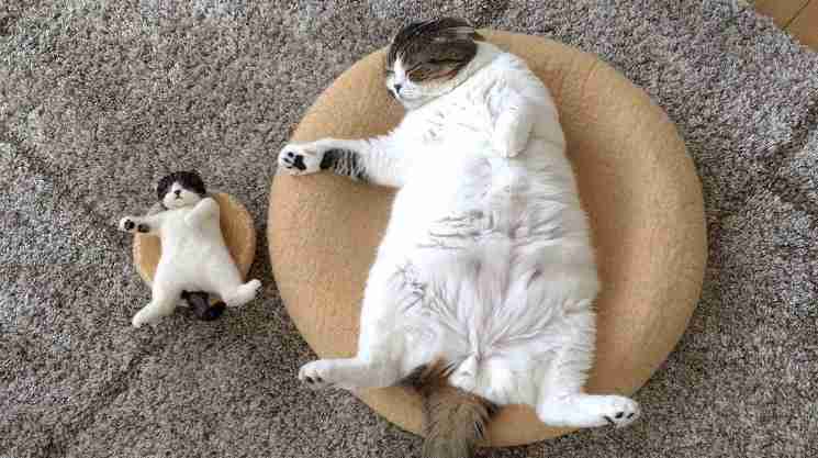 猫か象かチベスナの画像を張るトピ