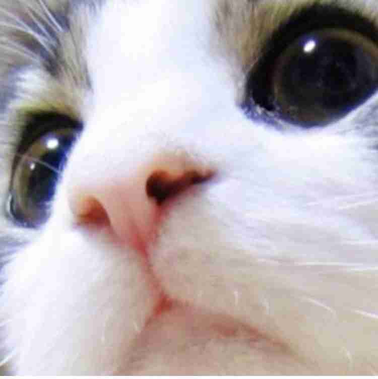 猫か象かチベスナの画像を張るトピ
