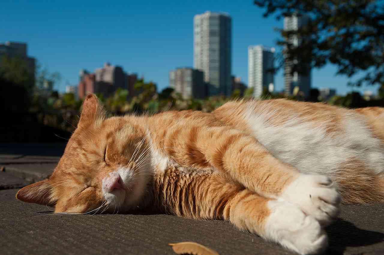 猫か象かチベスナの画像を張るトピ