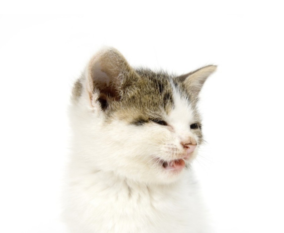 猫か象かチベスナの画像を張るトピ