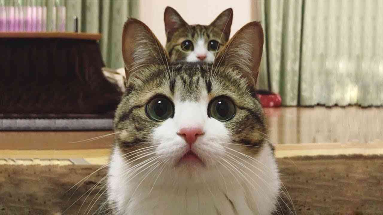 猫か象かチベスナの画像を張るトピ