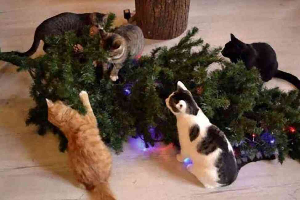 猫か象かチベスナの画像を張るトピ
