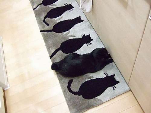 猫か象かチベスナの画像を張るトピ