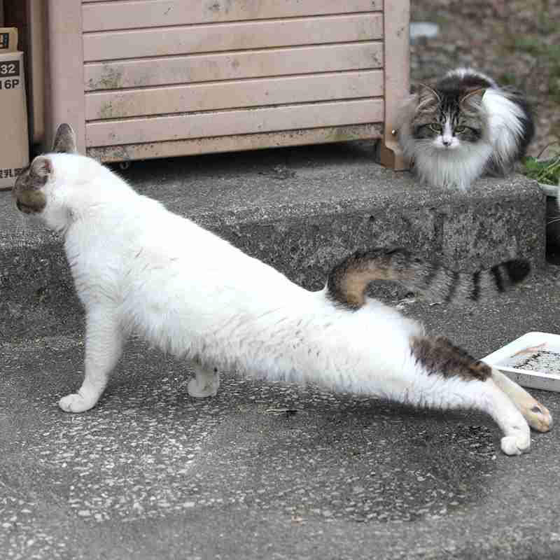 猫か象かチベスナの画像を張るトピ