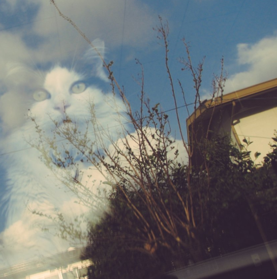 猫か象かチベスナの画像を張るトピ