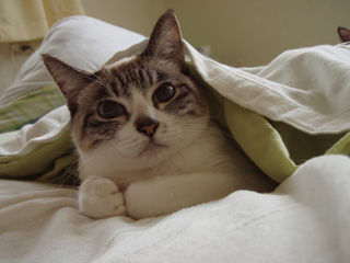 猫か象かチベスナの画像を張るトピ
