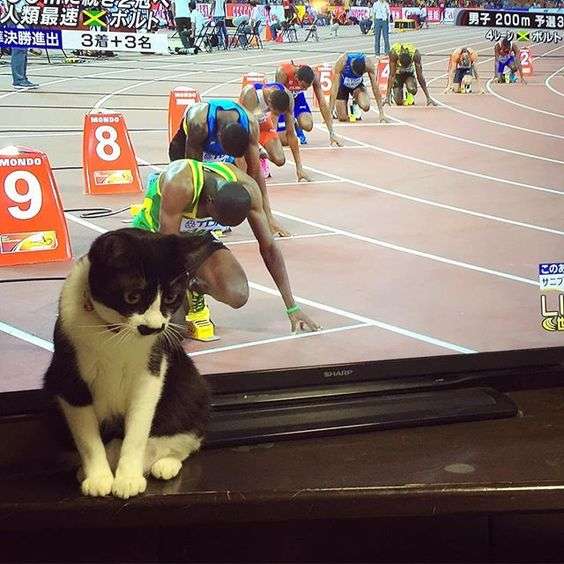 猫か象かチベスナの画像を張るトピ