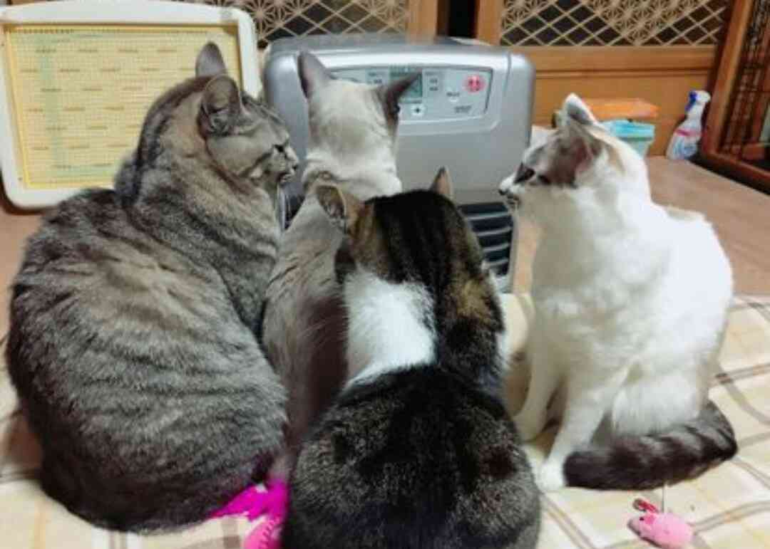 猫か象かチベスナの画像を張るトピ