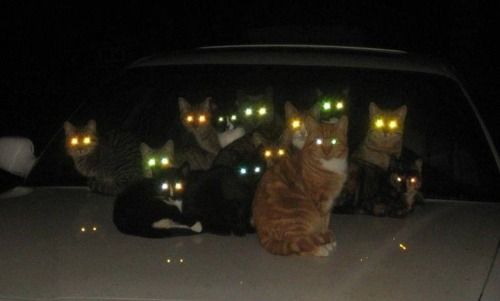 猫か象かチベスナの画像を張るトピ