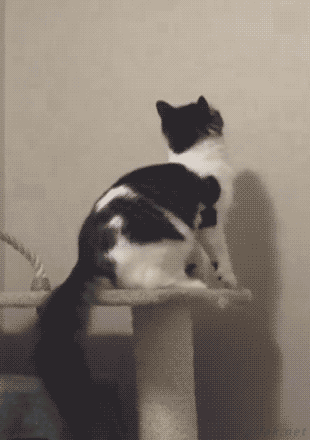 猫か象かチベスナの画像を張るトピ