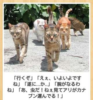 猫か象かチベスナの画像を張るトピ