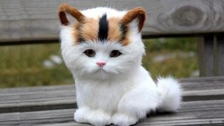 猫か象かチベスナの画像を張るトピ