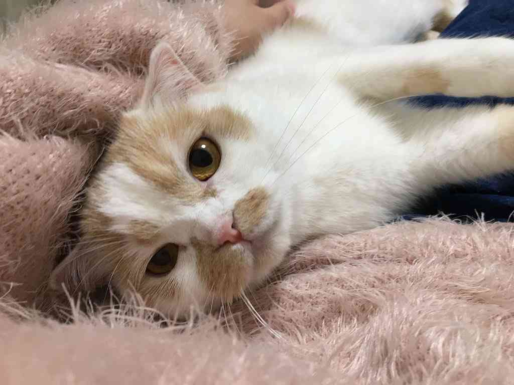 猫か象かチベスナの画像を張るトピ