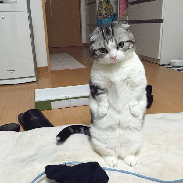 猫か象かチベスナの画像を張るトピ