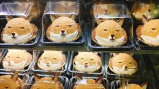 猫か象かチベスナの画像を張るトピ