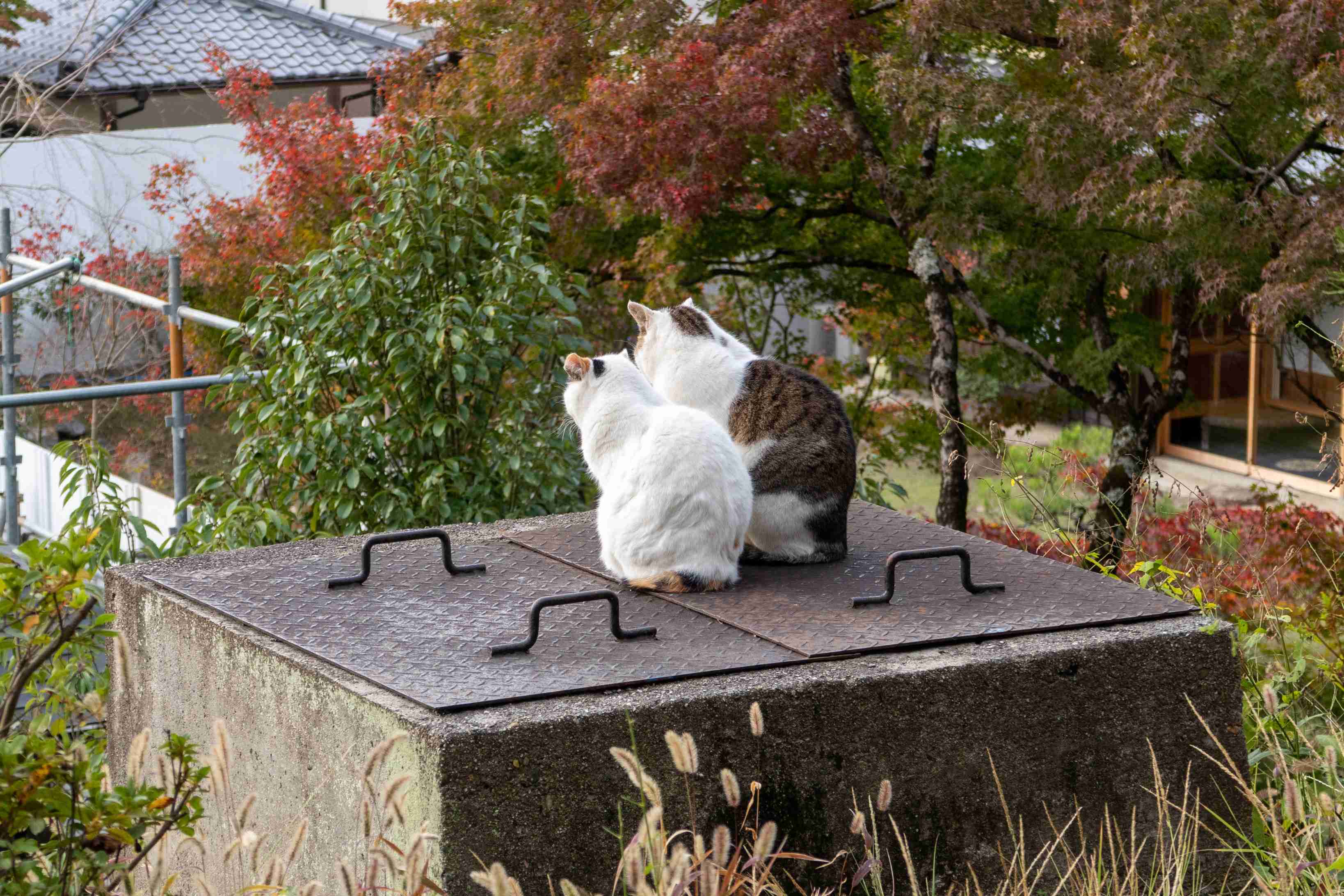 猫か象かチベスナの画像を張るトピ