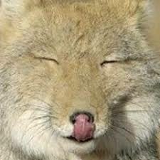 猫か象かチベスナの画像を張るトピ