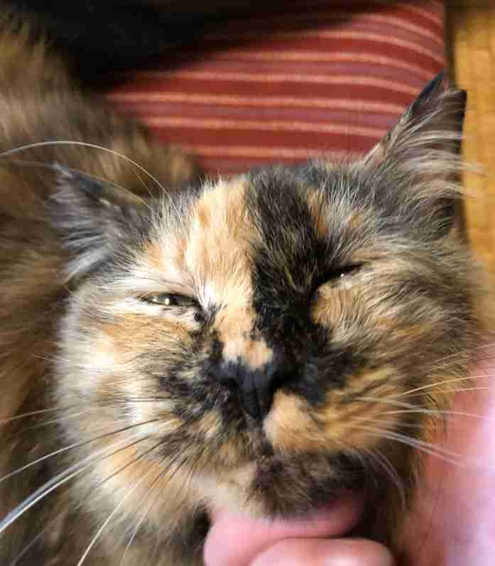 猫か象かチベスナの画像を張るトピ