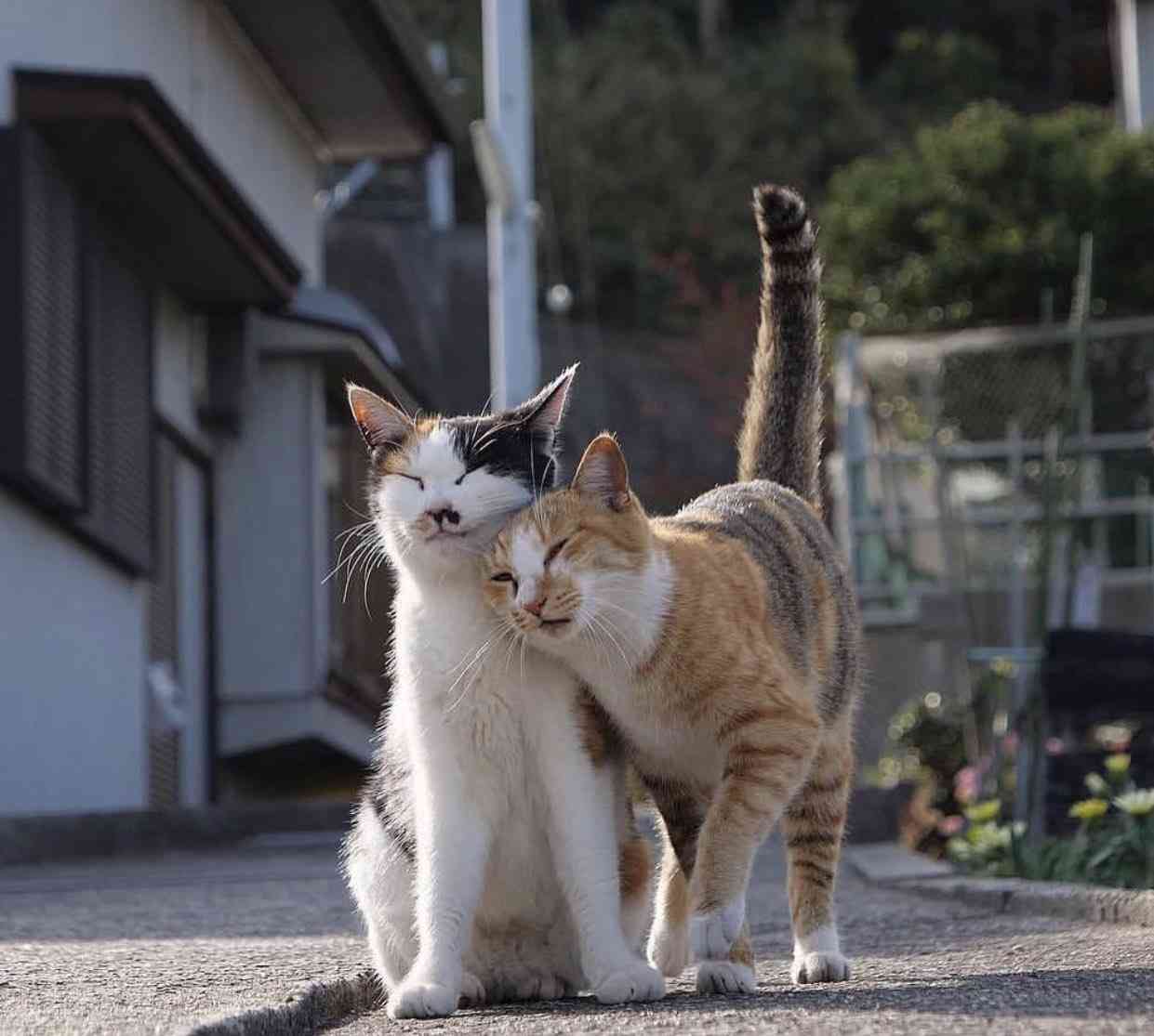 猫か象かチベスナの画像を張るトピ