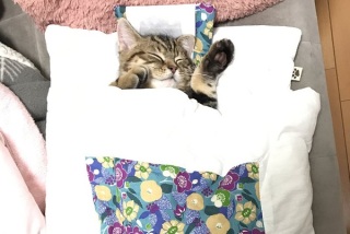 猫か象かチベスナの画像を張るトピ