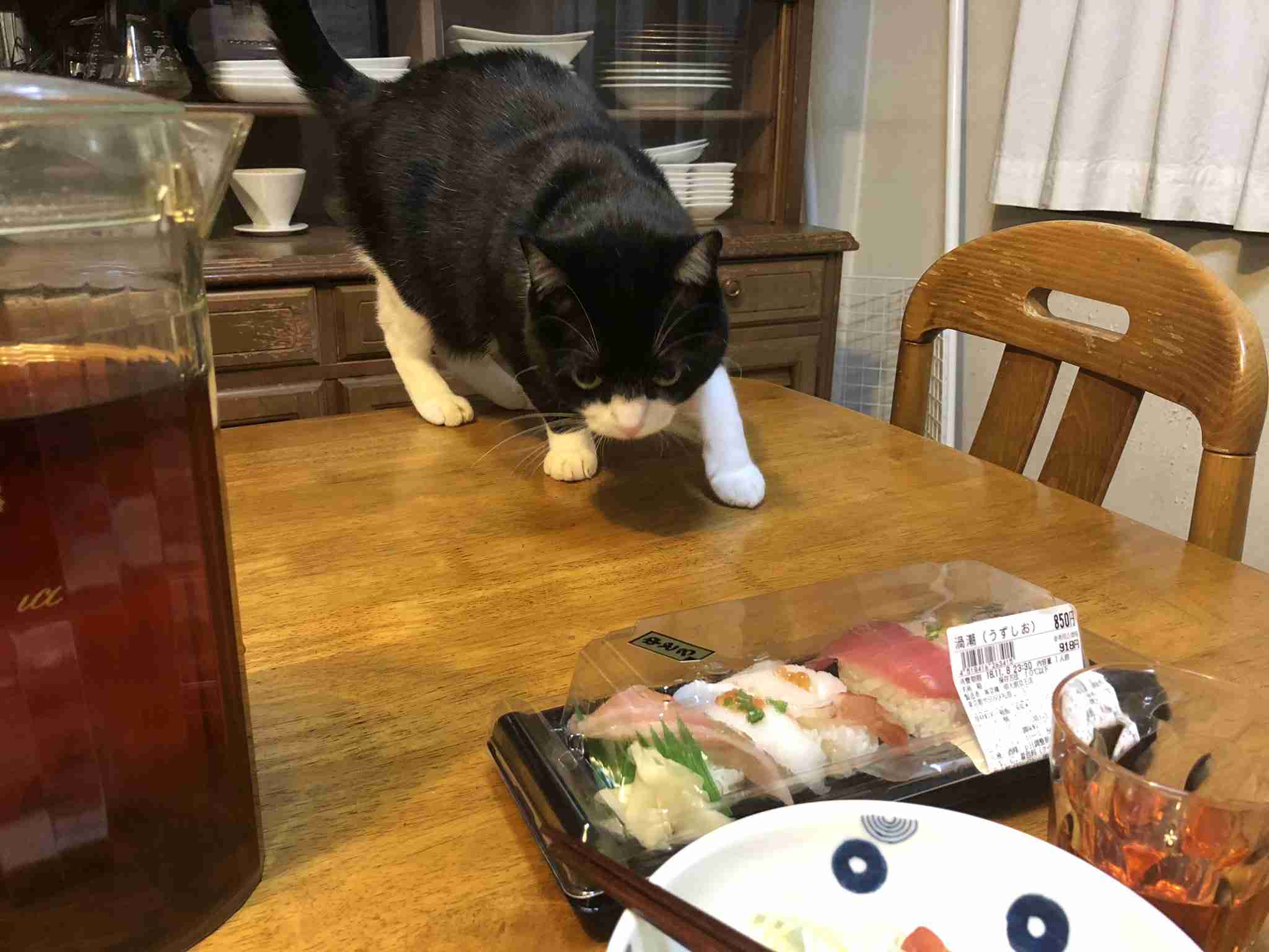 猫か象かチベスナの画像を張るトピ